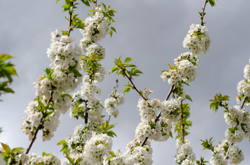 Landscape of blooming cherry tree branches