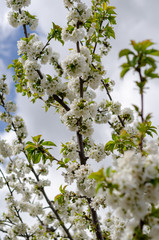 Landscape of blooming cherry tree branches during spring