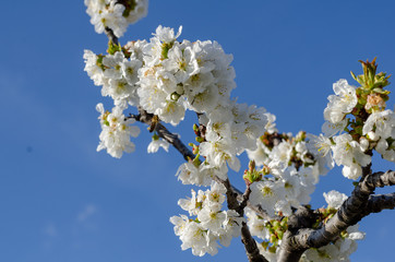 Cherry branch in full bloom over blue sky in spring