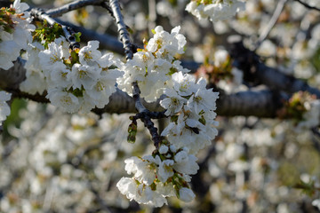 cherry blossom in the valley of Jerte