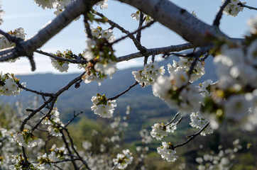 Landscape of cherry tree branches