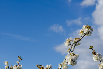 Cherry blossom branch with blue sky background