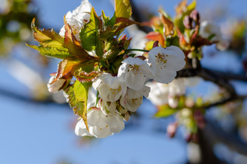 Cherry tree blossom closeup