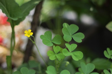 flowers in the garden