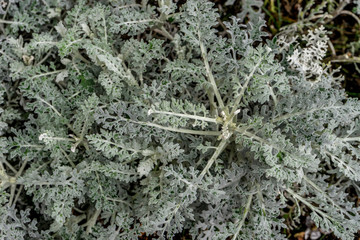 Italy, Varenna, Lake Como, a close up of a plant