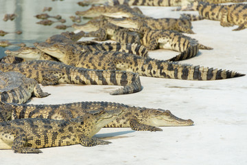 Raising crocodiles in the growing farm