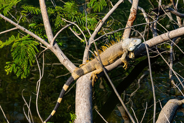 Black tail iguanas lying in the sun on a tree.
