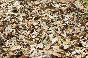 Dry leaves on the floor background.