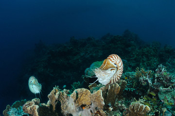  nautilus over coral reef