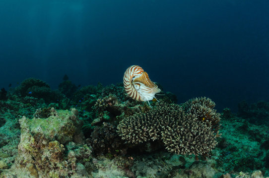 Nautilus over table coral