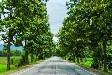 Asphalt roadside trees