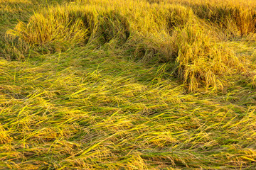 Jasmine rice in golden fields,Thailand