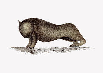 Wombat animal drawing