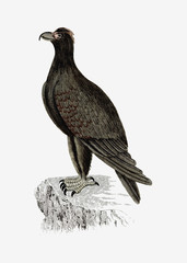 Mountain eagle in vintage style