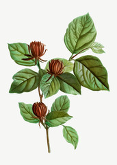 Carolina Allspice