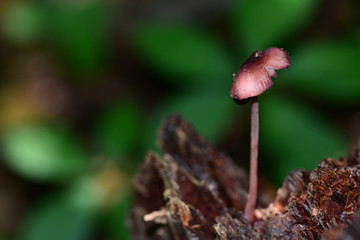 Tiny Fungus