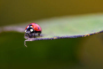 Bug On The Edge