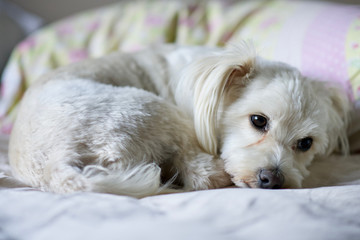 dog sleeping on child's bed