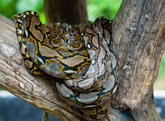 Boa sleeping on branch.