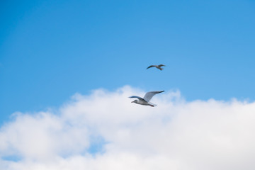 Seagulls flying in the sky