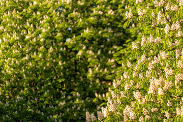 Fototapeta na wymiar Kastanienbäume im Frühling in voller Blüte