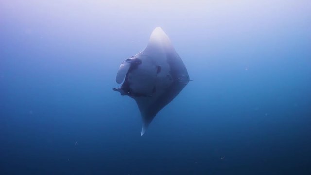Large Oceanic Manta Rays (Manta birostris) swimming over a tropical coral reef in the Andaman Sea (Black Rock, Myanmar)