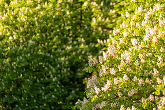 Kastanienb&auml;ume im Fr&uuml;hling in voller Bl&uuml;te