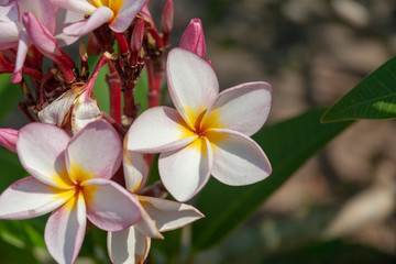 Pink plumeria in Thailand