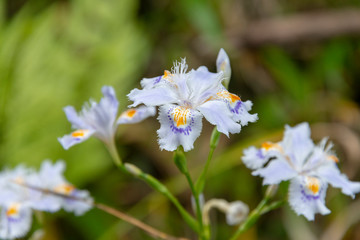 Iris japonica in Kumano, Japan