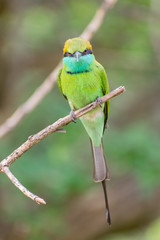 Green bee eater