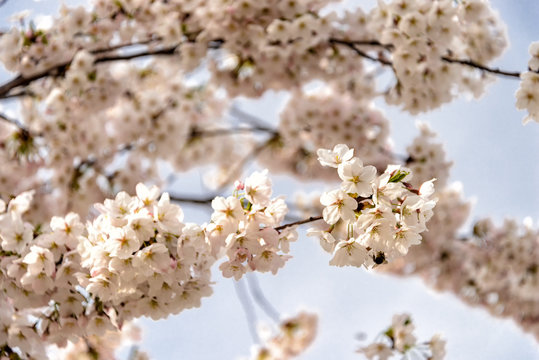 Kirschbäume im Frühling in voller Blüte © cameris