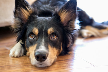 Portrait of a border collie dog.