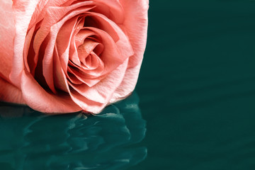 Rose lies on the surface of the water with easy ripples