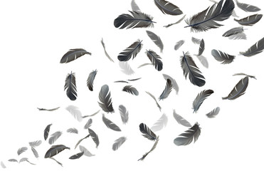 Abstract background. silhouette of black feathers floating in the air. isolated on white background.