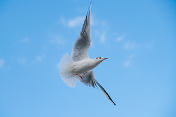 Seagulls flying in the sky