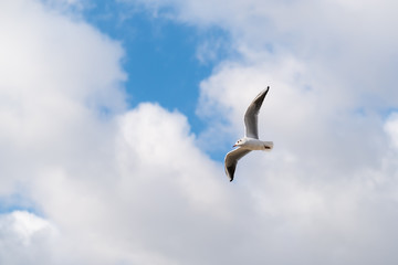 Seagulls flying in the sky