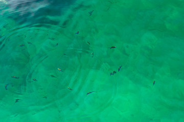 surface of clear transparent turquoise sea water with small waves and swimming striped fish