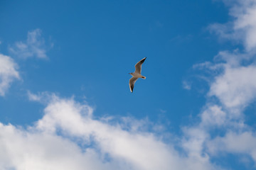 Seagulls flying in the sky