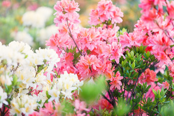 Colorful pink yellow white  azalea flowers in garden. Blooming bushes of bright azalea at spring sunlight. Nature, spring flowers background