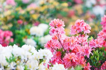 Wall murals Azalea Colorful pink yellow white  azalea flowers in garden. Blooming bushes of bright azalea at spring sunlight. Nature, spring flowers background
