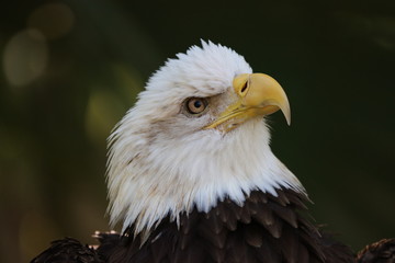 portrait of an american bald eagle