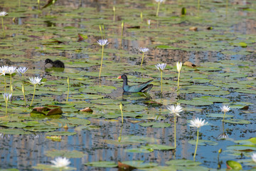 lily pads