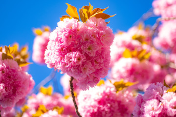 Cherry blossom. Sacura cherry-tree. Beautiful floral spring abstract background of nature.