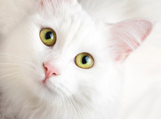 Pet animal; cute white cat. Turkish Ankara Cat.