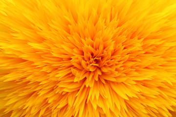 Closeup dahlia flower background.