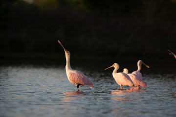 spoonbill