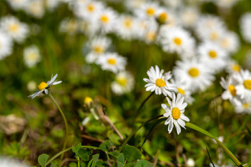 Close-up of common daisy (Bellis perennis) blooming in a meadow in spring, Izmir / Turkey