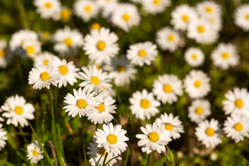 Close-up of common daisy (Bellis perennis) blooming in a meadow in spring, Izmir / Turkey