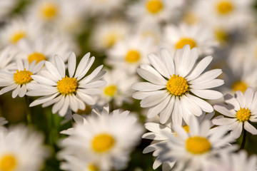 Fototapeta premium Close-up of common daisy (Bellis perennis) blooming in a meadow in spring, Izmir / Turkey