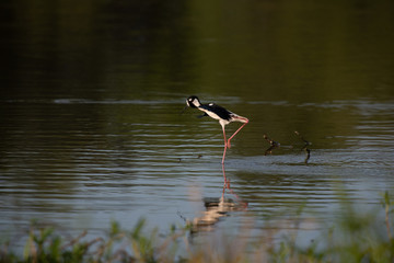 stilt